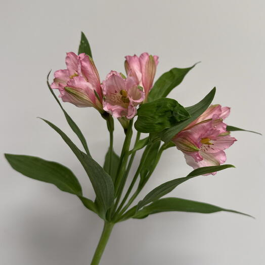 Розовая альстромерия🌸