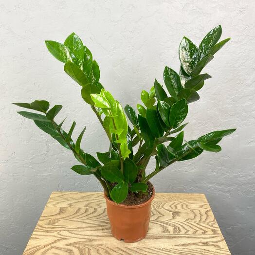 Замиокулькас / Долларовое дерево