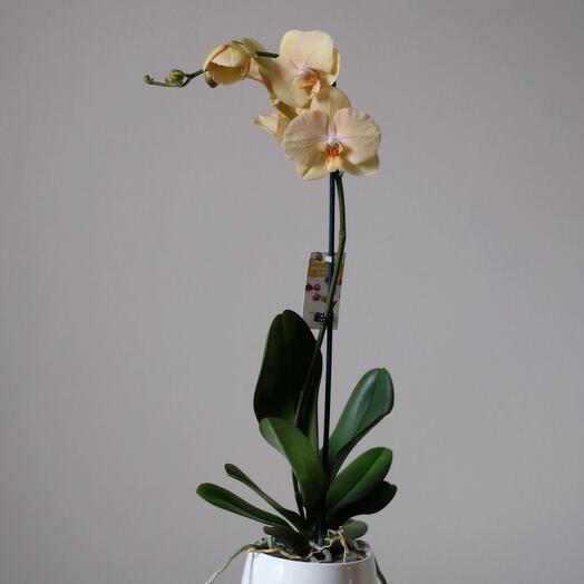 Фаленопсис Желтый