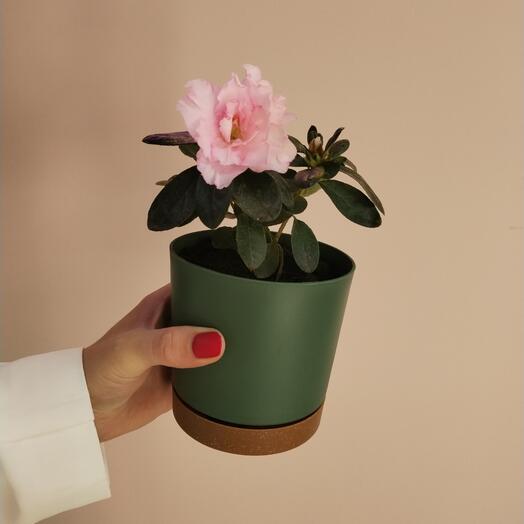 Комнатное растение Азалия