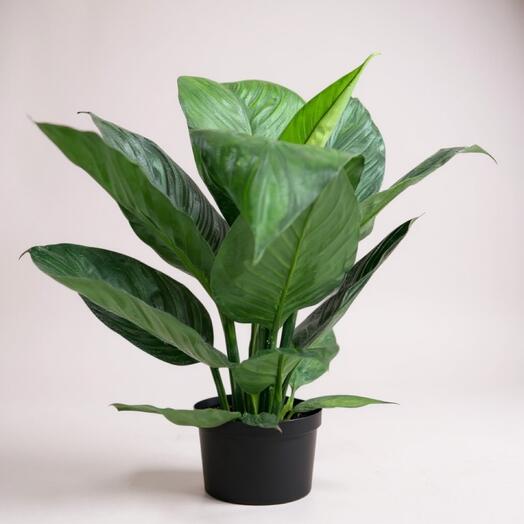 Спатифиллум крупнолистовой (женское счастье)