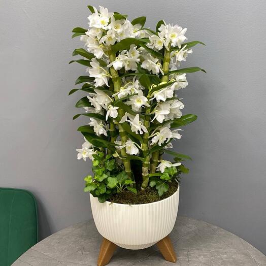 Композиция «Гармония природы» из орхидей и фиттоний