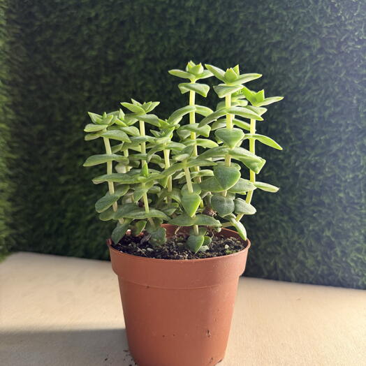 Суккулент Крассула перфората пестрая