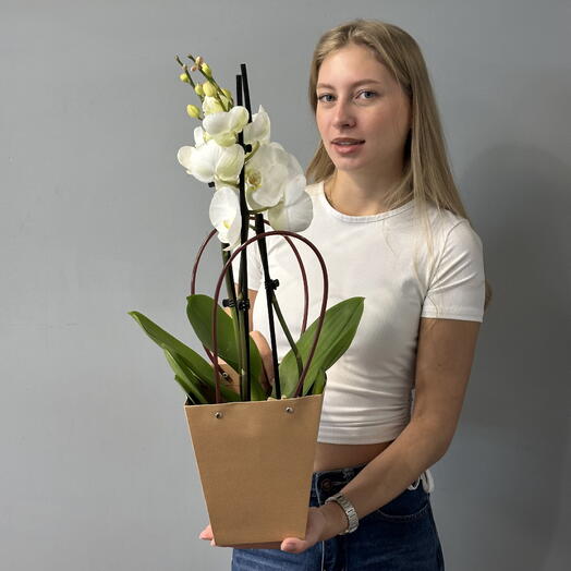Орхидея Фаленопсис «Белая гармония»