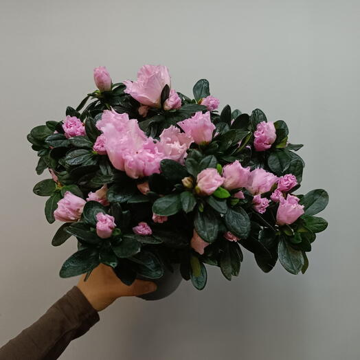 Азалия розовая