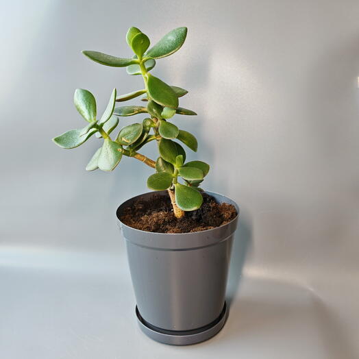 Денежное дерево - Крассула Комнатное растение 1-2