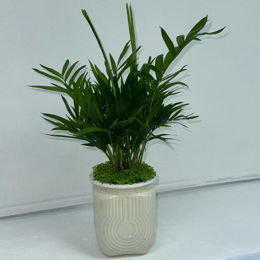 Хамедорея Элеганс