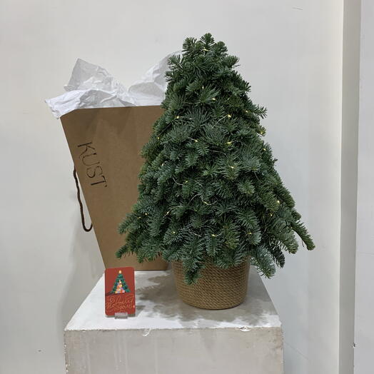 Елочка из натурального нобилиса с гирляндой теплого света в джутовом кашпо