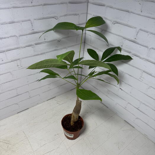 Пахира Акватика (дерево счастья) Н48 см