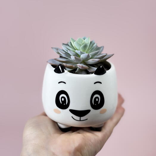 Редкий суккулент в кашпо Медвежонок ️