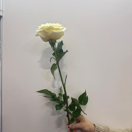Роза Кендилайт 1 шт
