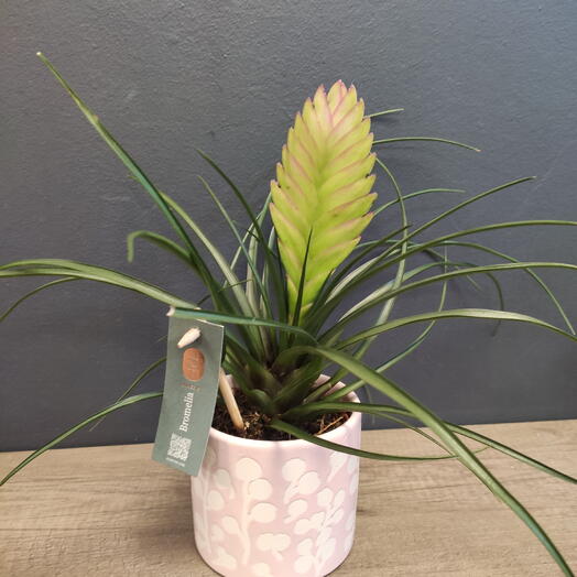 Тилландсия Анита