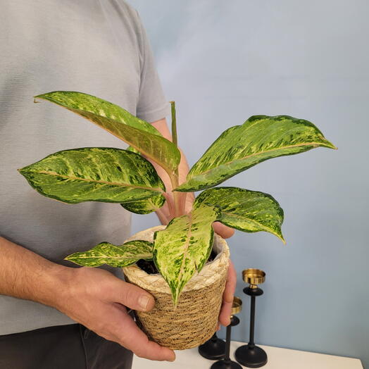 Аглаонема Корн Силк