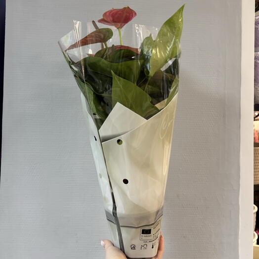 Антуриум 38 см