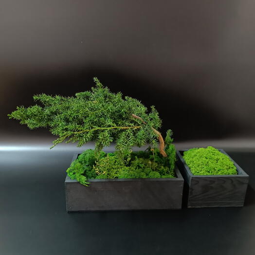 Композиция кашпо с деревом из стабилизированного мха 2 шт