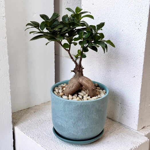Бонсай Фикус Гинсенг в лазурном горшке