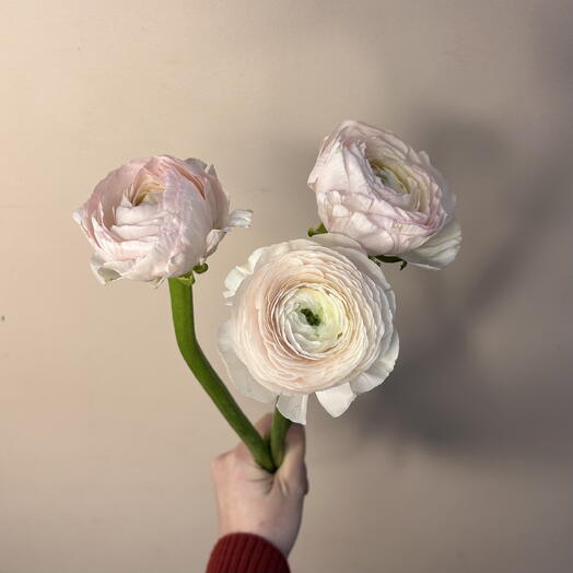 Ранункулюсы 3шт🤍