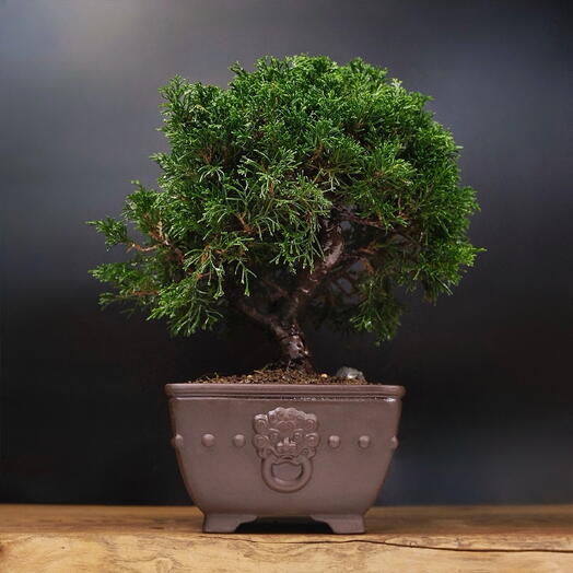Бонсай Можжевельник, 30см, 30 лет