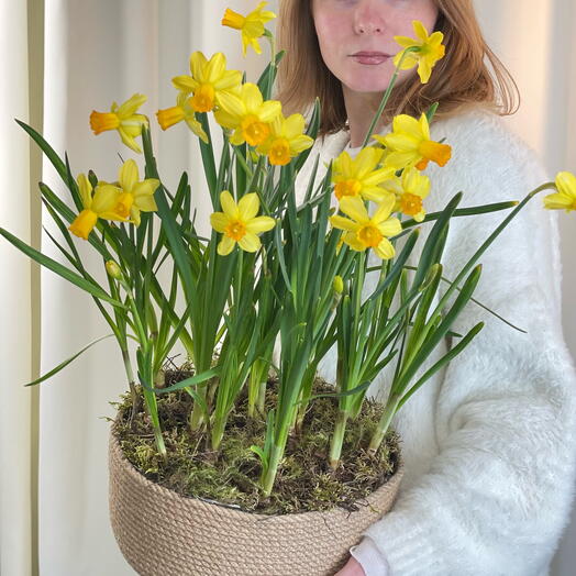 Нарциссы в корзине️ L