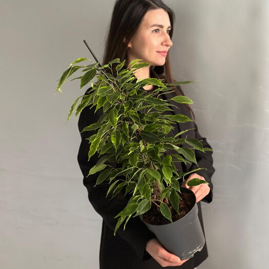 ФИКУС БЕНДЖАМИНА ВАРИЕГАТНЫЙ комнатное растение цветок в горшке
