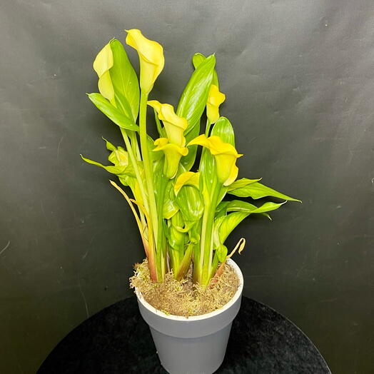 Роскошная большая желтая Калла в стильном сером кашпо