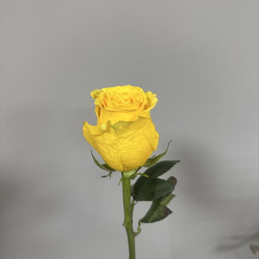 Роза желтая