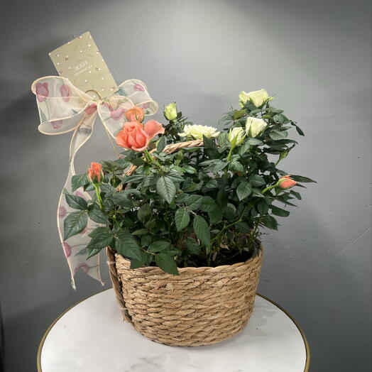 Корзина кустовых роз + бантик + открытка