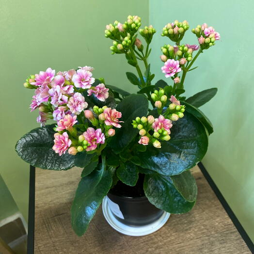 Комнатное растение каланхоэ  цветущее