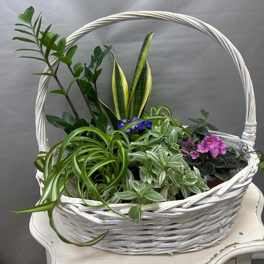Комнатные растения в корзине 9 шт