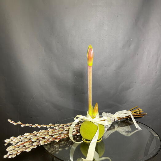 Амаририллис с высокой вербой