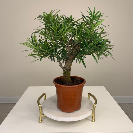 Настоящий Бонсай из Китая Подокарпус хвойный Сосна Будды в горшке d15cm комнатное растение на подарок