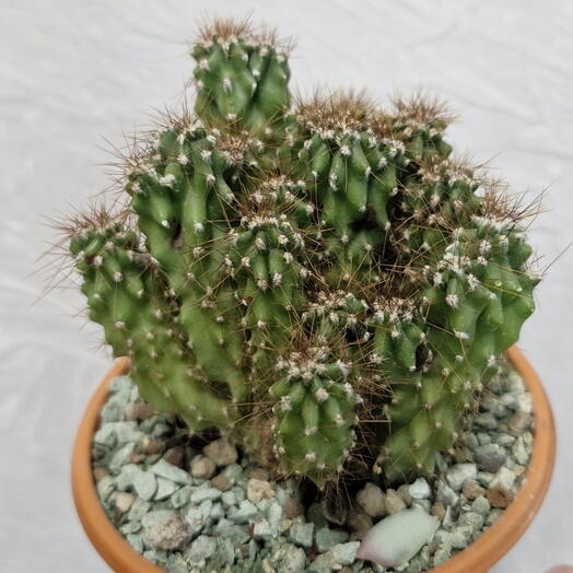 Комнатное растение