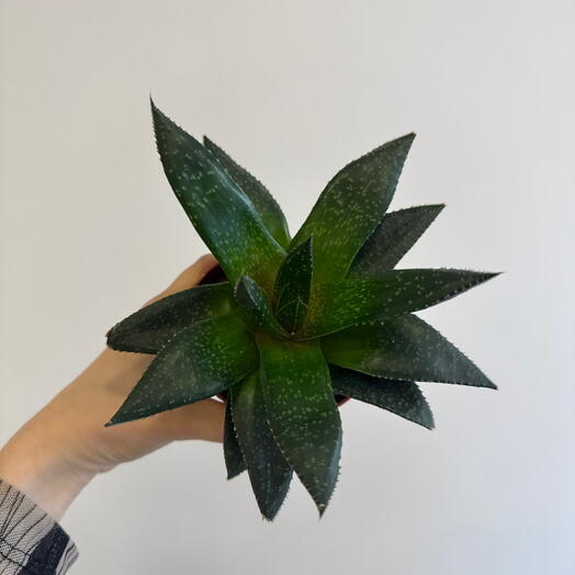 Алоэ 😍🌼