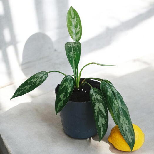 Аглаонема Трейба (Aglaonema treubii)