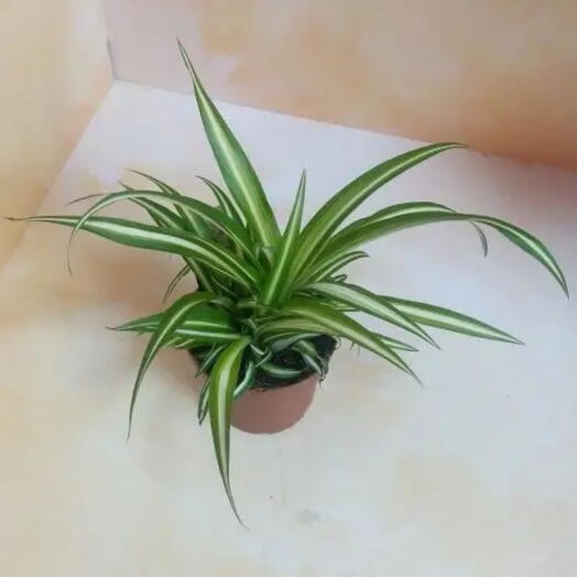 Planta de interior Chlorophytum