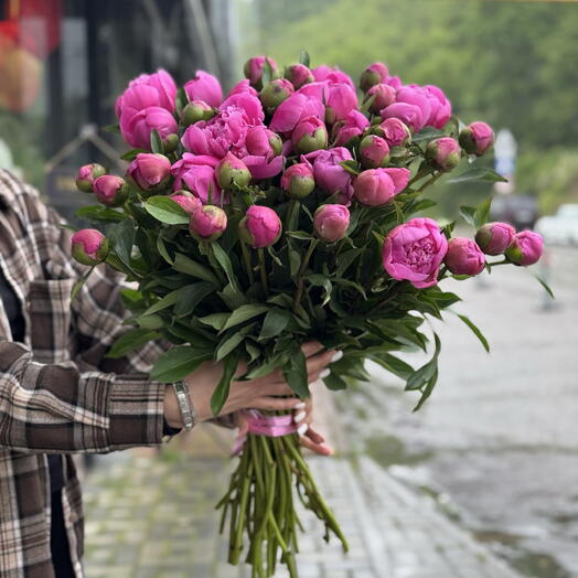 Пионы розовые