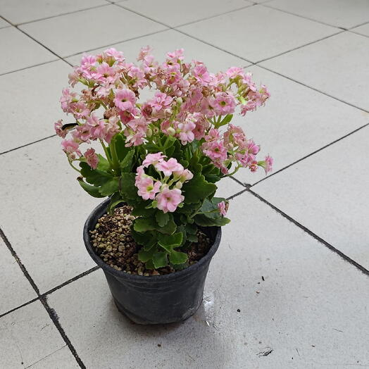 Kalanchoe pink