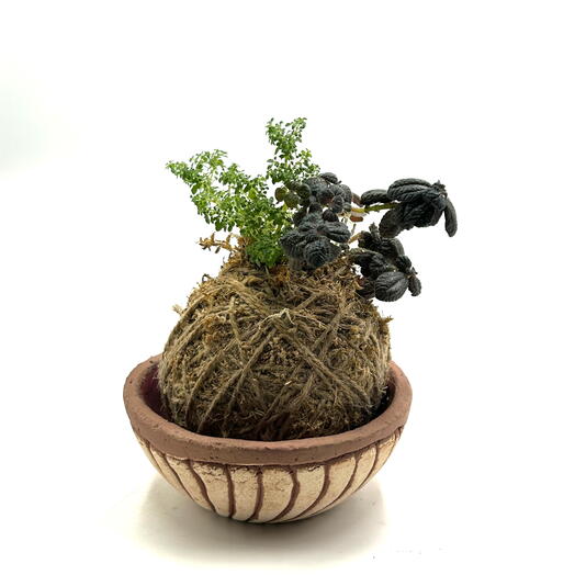Кокедама из пилеи мелколистной и пилеи репенс (Pilea microphylla, Pilea repens)