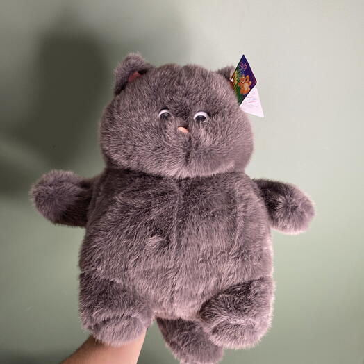 Кот 011560