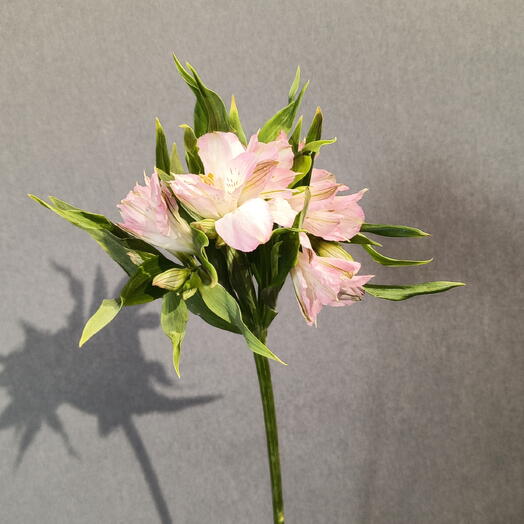 Альстромерия