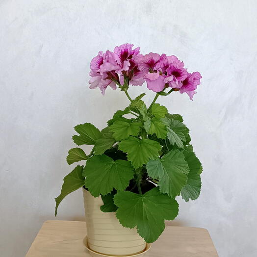 Комнатное растение Пеларгония Aristo Lavender ,герань королевская