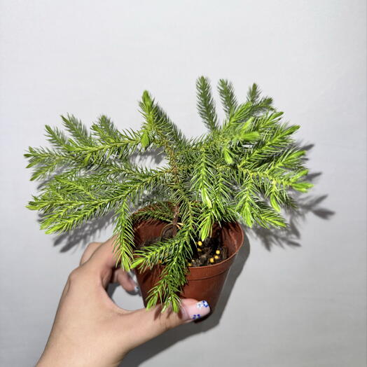 Араукария 🌲