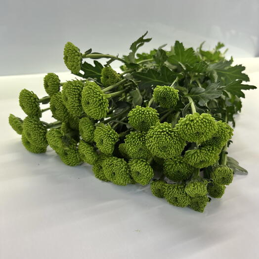 Пачка зеленой сантини (5шт)