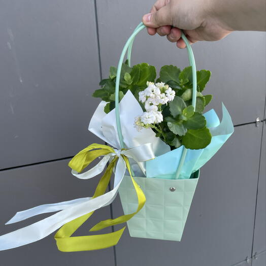Каланхое
