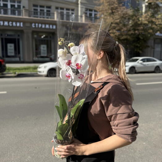 Орхидея в горшке бело-розовая