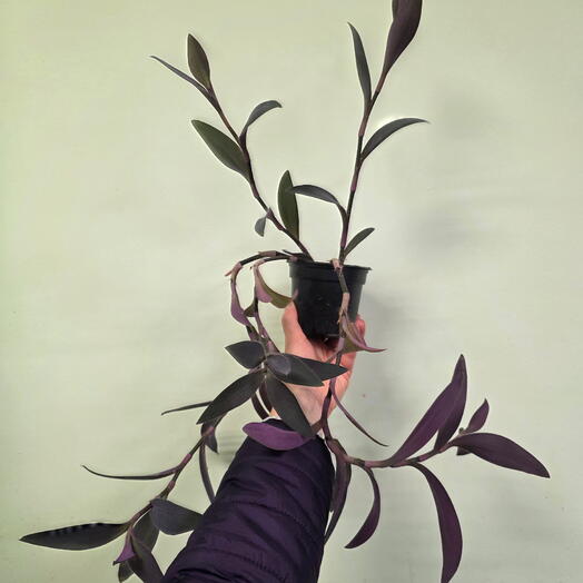 Комнатное растение Сеткразия