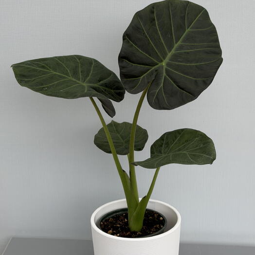АЛОКАЗИЯ (ALOCASIA) REGAL SHIELDS