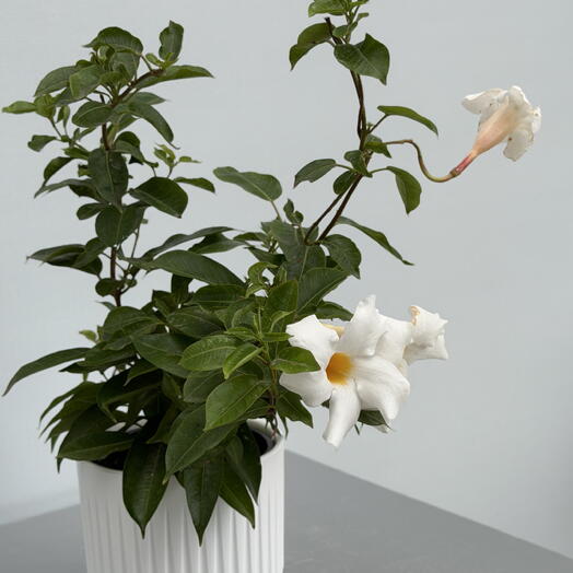 DIPLADENIA белая
