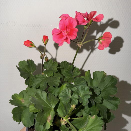Пеларгония зональная ярко-розовая 🌺💖