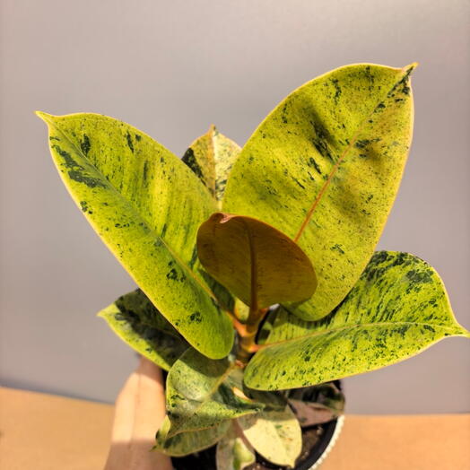 Фикус Ficus Shivereana Moonshine